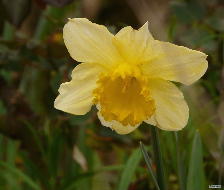 Les petites fleurs du printemps, les premiers rayons de soleil et les journées qui s'allongent... c'est bon. Il ne faut pas grand chose pour être heureux.