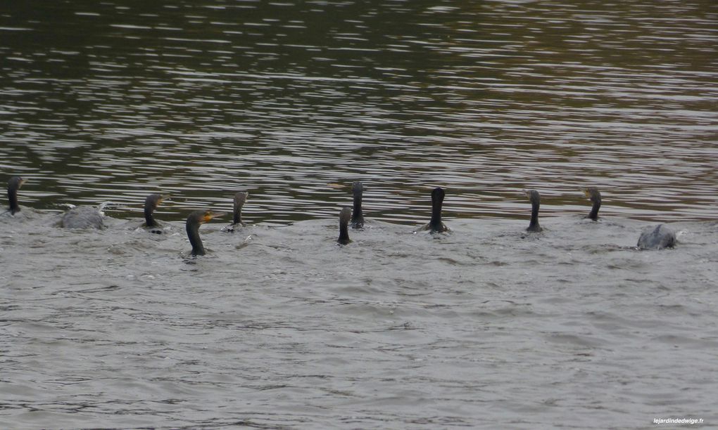 Nage en surface de ces cormorans, une vraie patrouille peu discrète.