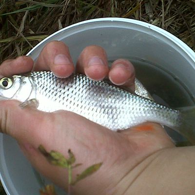 Résumé pêche en étang.