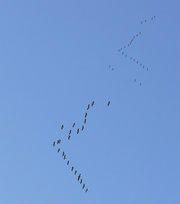 Une hirondelle ne fait plus du tout le printemps!
