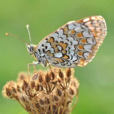 3 brins d'herbes ...