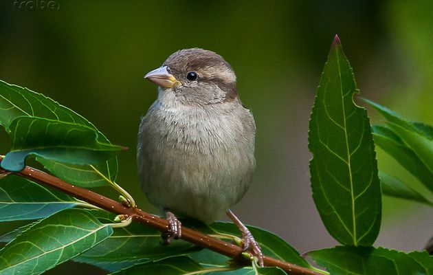 Oiseaux de mon jardin de novembre