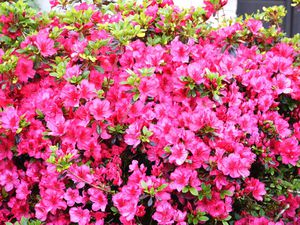 Quelques fleurs vues à Beaulieu-sur-Dordogne