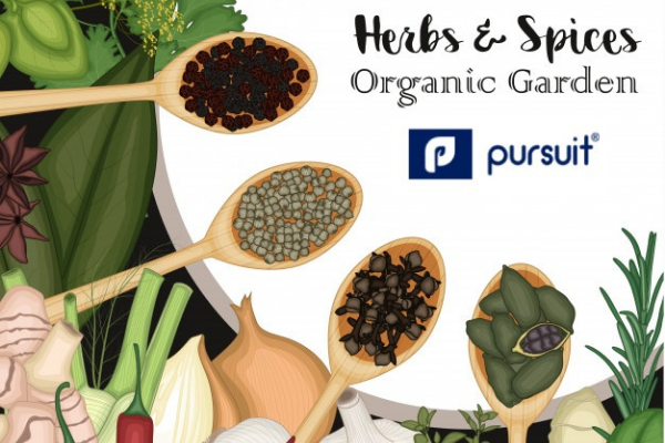 How to Buy Herbs and Organic Spices?