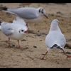 Touche pas à ma plage!