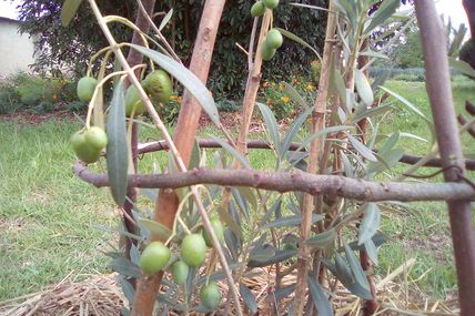 Le temps des Olives à Madagascar est arrivé. . .
