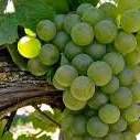#Viognier Producers Pennsylvania Vineyards