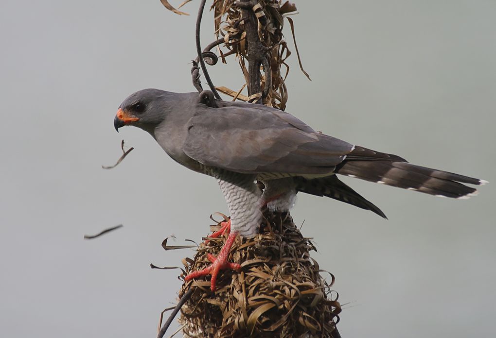 Album - oiseaux-de-proie