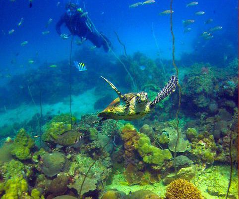 Eau : Le monde des fonds marins