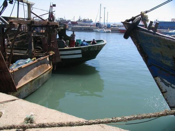 quelques 106 photos d'Essaouira, de son port, de ses mouettes et de ses chats plus ou moins mités