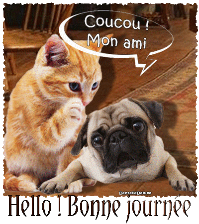 Chat et chien Carlin amis - Gif animé Coucou - Bonne journée