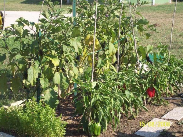 Potager, fleurs, une promenade au jardin apaise l'esprit.
