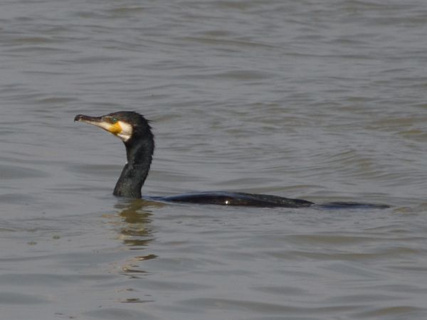 La pêche du cormoran