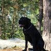 Photos de notre cane corso à 18 mois