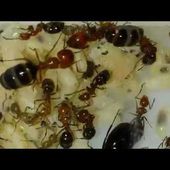 New born ants
