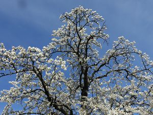 Les ‘’clochettes de Pâques’’