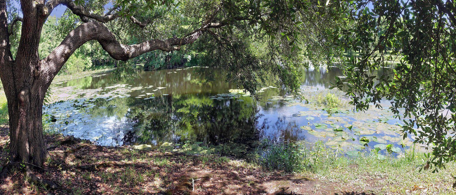 Vermilionville bayou Vermilion