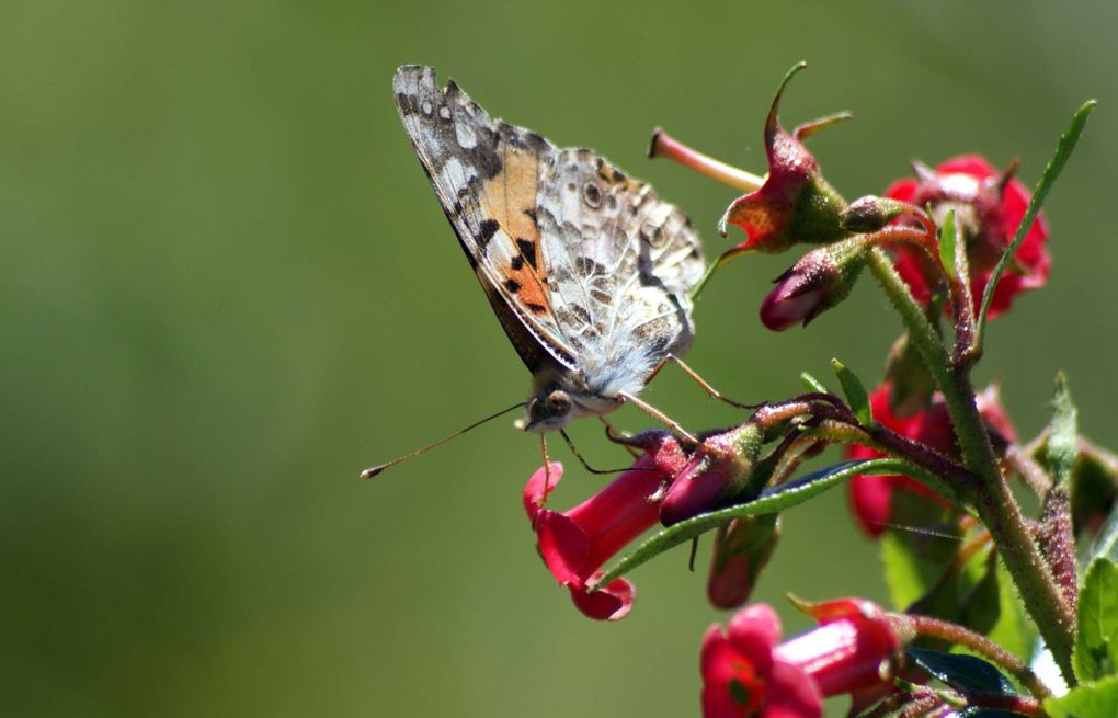 Photos d'insectes et d'araignées généralement en macro