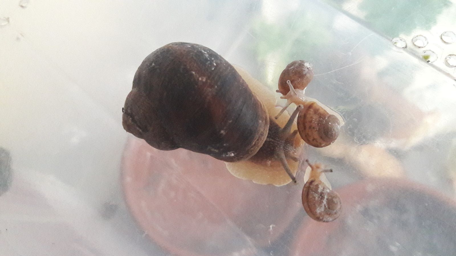 Couverture de l'article "Soin des bébés escargots"