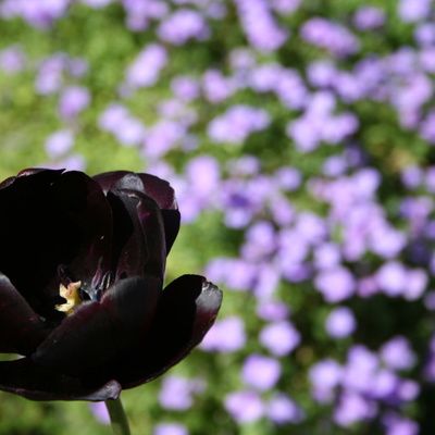 Où acheter des fleurs noires en pots ou coupées ?