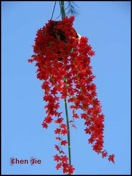 Voici quelques photos de la Faune et de la Flore chinoise.<br />En de nombreux points, vous les verrez semblables aux nôtres, mais en d'autres... <br />Je vous laisse profiter de cette escapade naturelle dans une Nature riche et prolifique, malheure