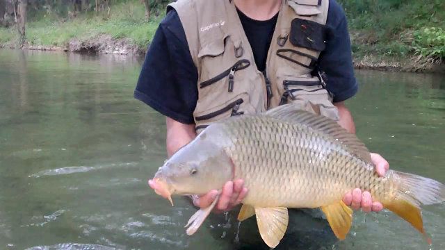 Une série de photos de carpes prise a la mouche