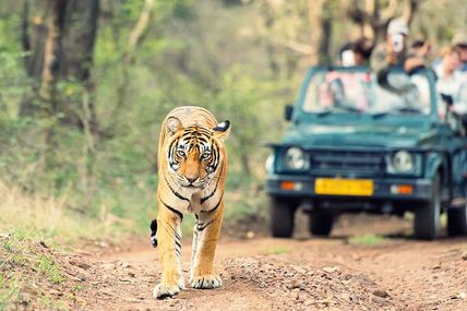 Jungle Safari at Chilla Range, Rishikesh