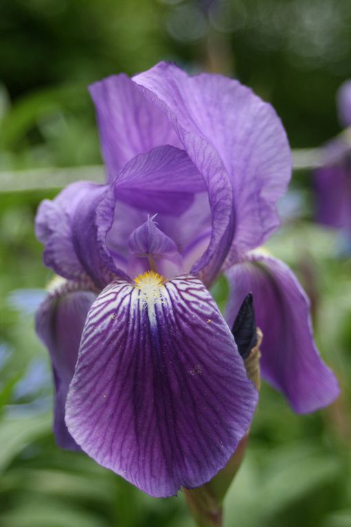 Fleurs de nos jardins