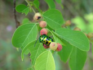 - Balade à la découverte de la faune et la flore locales -