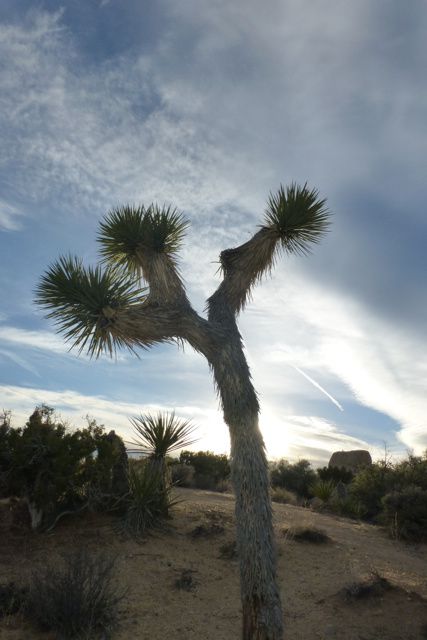 Anza Borrego