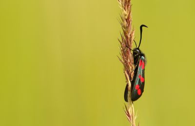 Zygène de la Filipendule (Zygaena filipendulae)