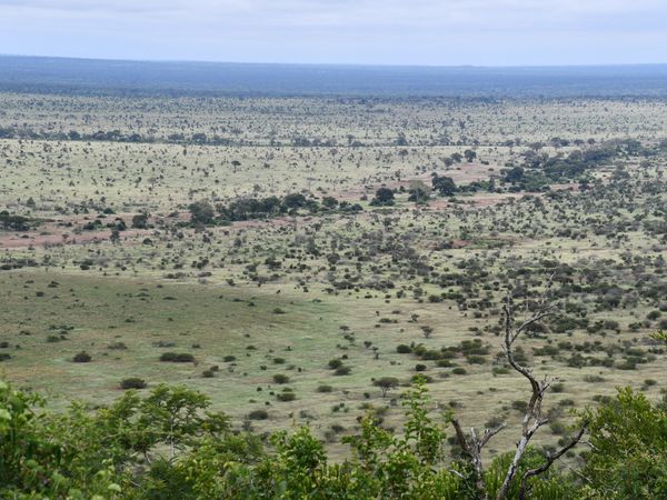 Parc Kruger: de Satara à Lower Sabie