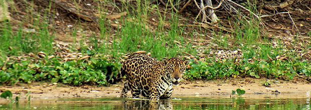 La collection inédite "Les cycles du Pantanal" diffusée ce soir sur Ushuaïa TV