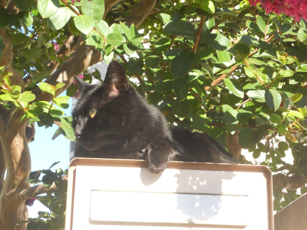 Les chats de la maison, de l'entourage,inconnus...