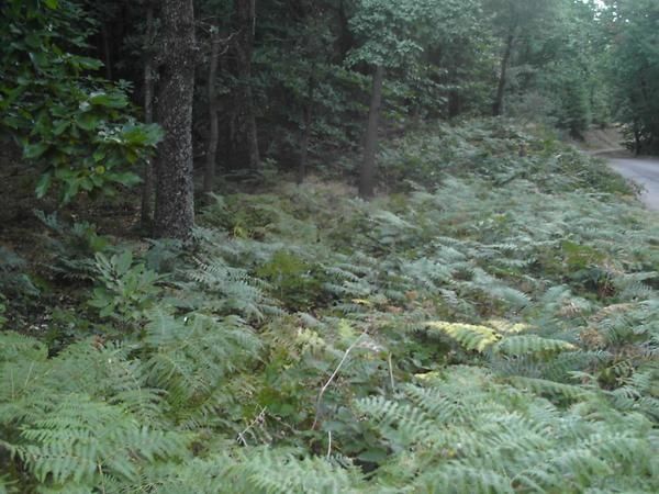 Découvrez les paysages variés du massif des Maures, à toutes les saisons. La Nature nous offre ici, de splendides décors où se mêlent des châtaigniers séculaires, des collines sous la pluie, des plaines ressemblant à des déserts....