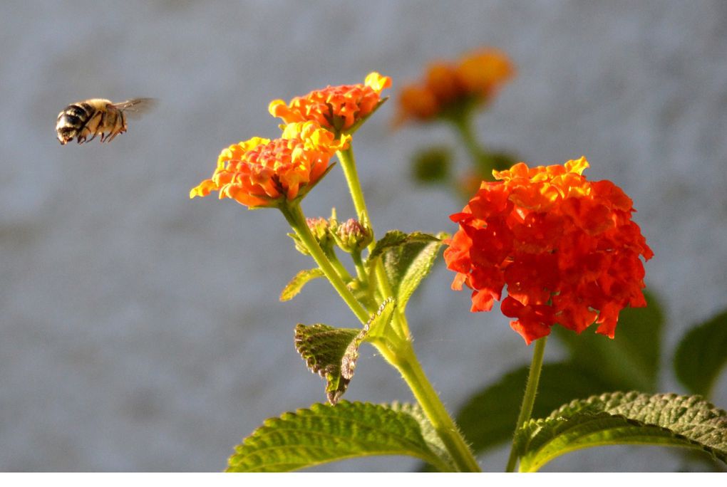 Album - Ballade au jardin