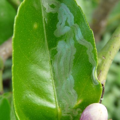 La mineuse du citronnier