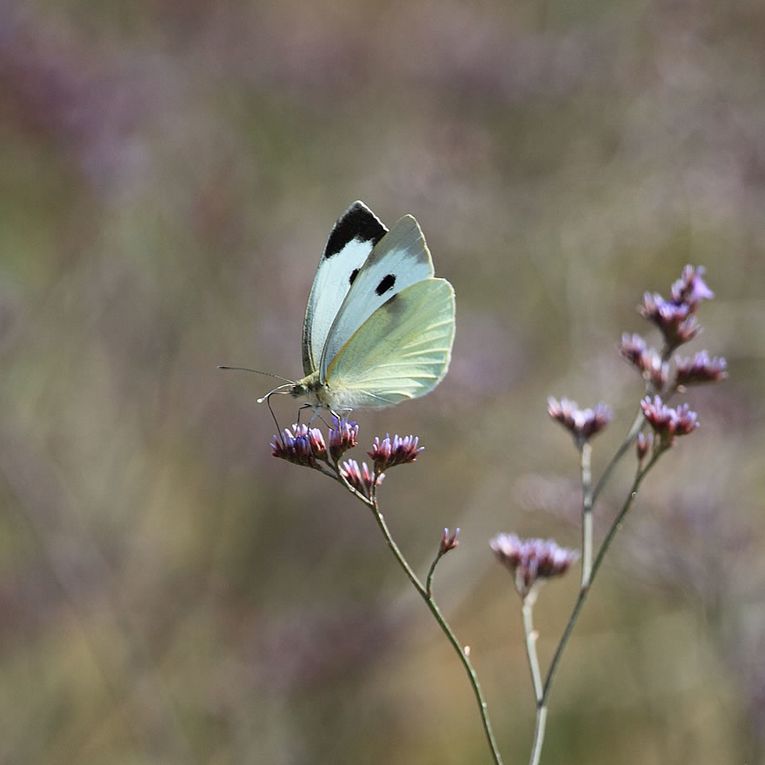 Album - Faune-Insectes-2