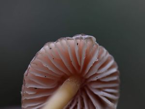 Mushrooms bis