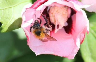 insectes dans mes fleurs