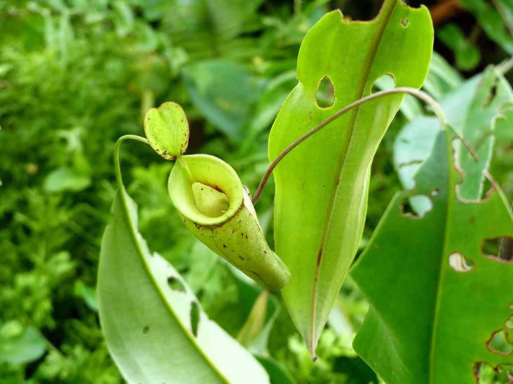 Mes archives de Thaïlande (14) - Fleurs du jour (23-29)