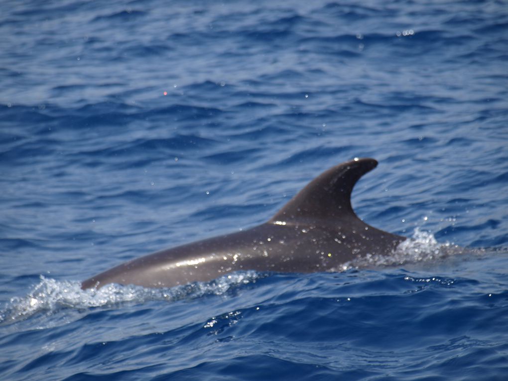 Grands dauphins
(Tursiops truncatus)
Population residente 
Tenerife, Canaries.