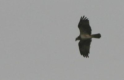 Balbuzard pêcheur