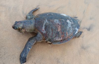 Cotonou : une tortue géante retrouvée morte à Fidjrossè 