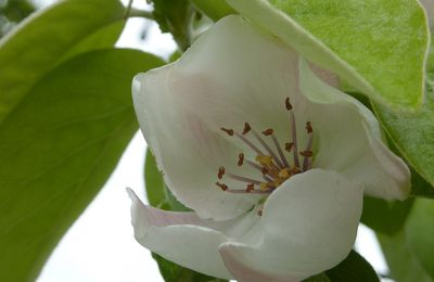 Elixirs floraux (suite)