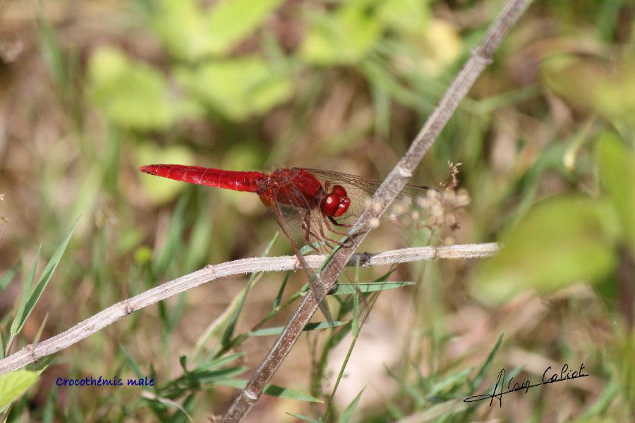 Crocothémis male