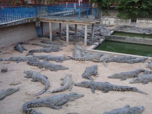 Parc des crocodiles de Siem Reap.