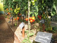 Lundi, encore dans les godets, mercredi apparition des premières tomates, samedi une magnifique cueillette !