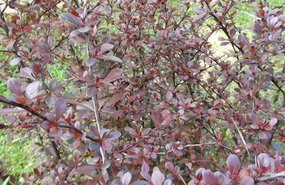 Berberis ottawensis auricoma