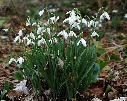 perce-neige